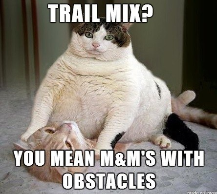 Fat Cats: M&amp;Ms With Obstacles!