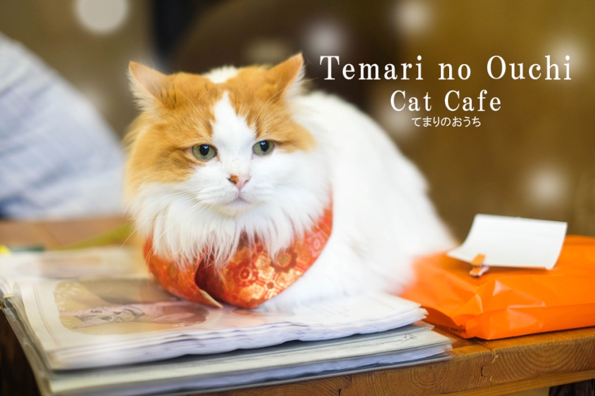 Cat Cafe Japan