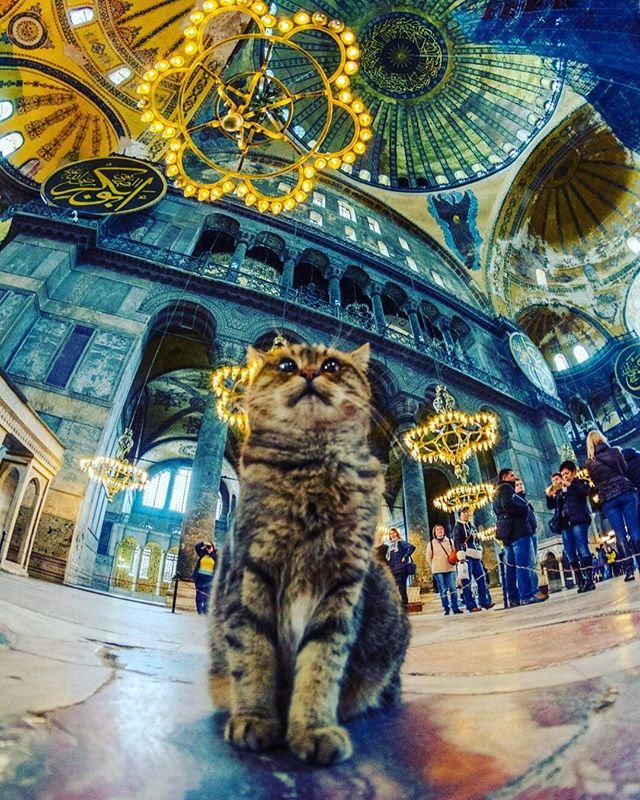 Gli the Cat of Hagia Sophia
