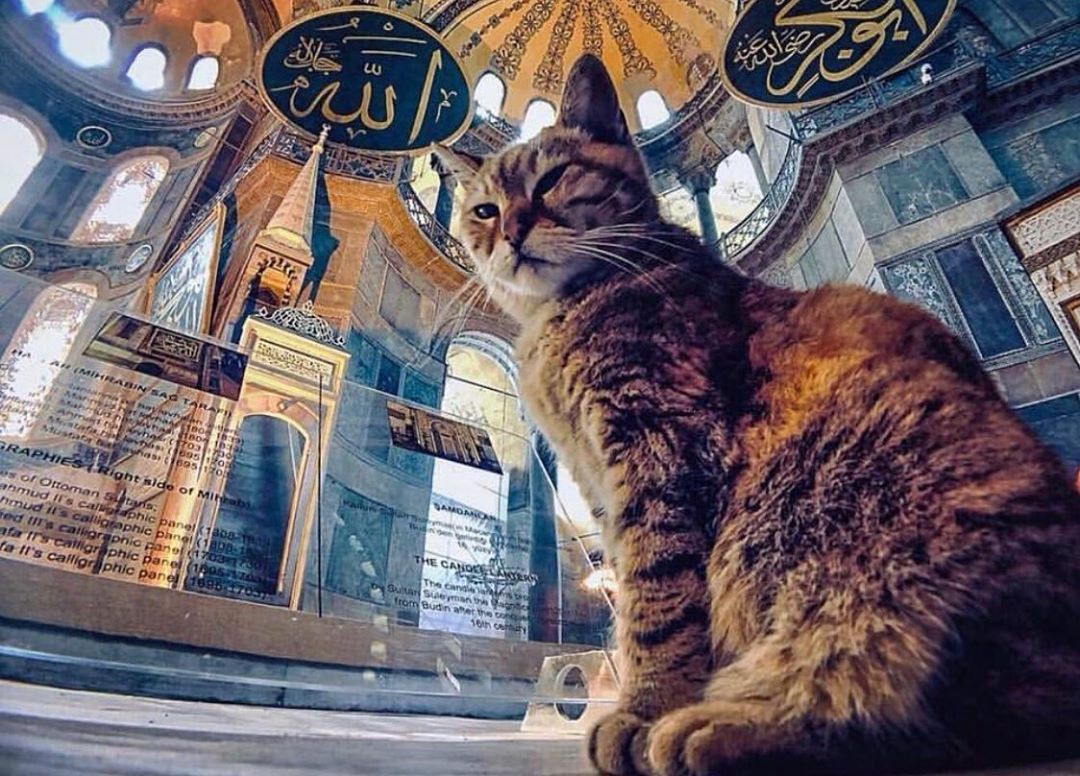 Istanbul: A City for Cats