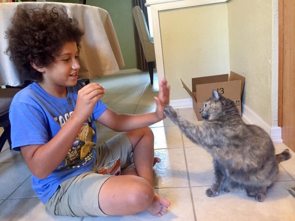 Ever Wondered How Many Surfaces Your Cat’s Butt Touches? A Kid Has The Answer