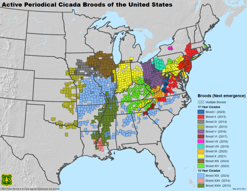 Screenshot 2021-06-15 at 05-34-19 Active Periodical Cicada Broods of the United States - CicadaBroodStaticMap pdf