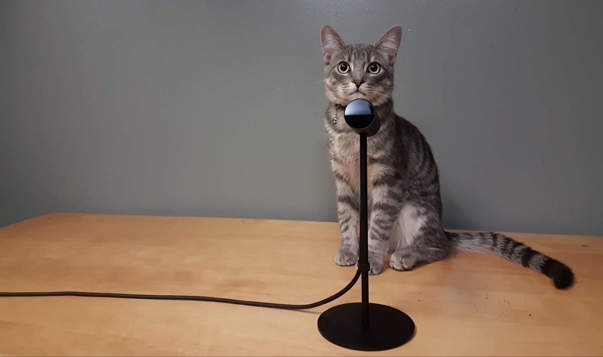 Cats and Stand-Up Comedy: “There’s No Purpose To Cats”