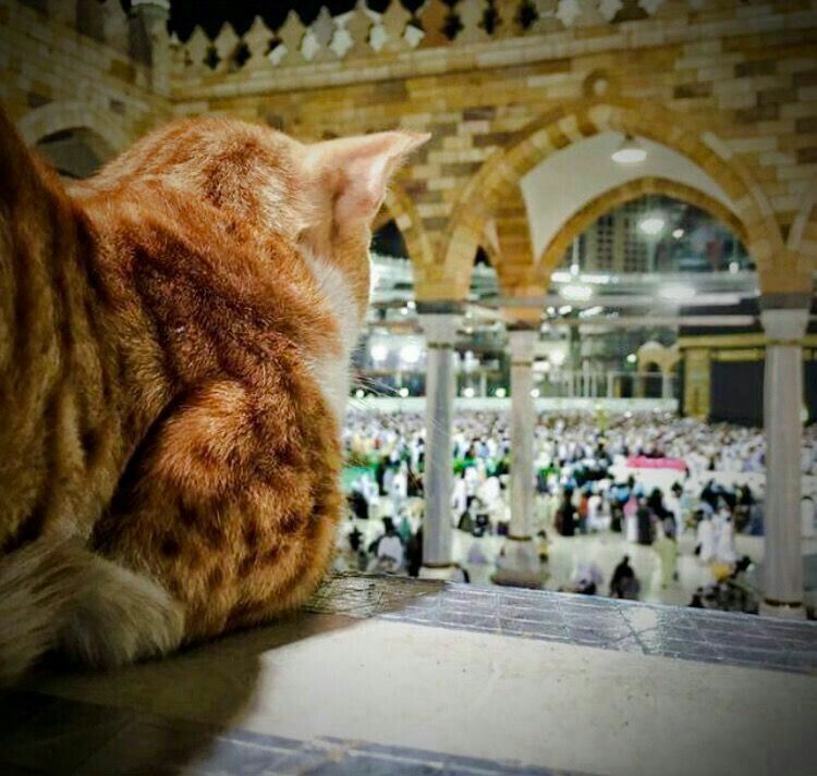 Cat in mosque