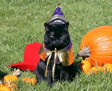 India, the Bush family's cat, didn't look too thrilled to be part of a Halloween event hosted by then-First Lady Laura Bush. Credit: The White House