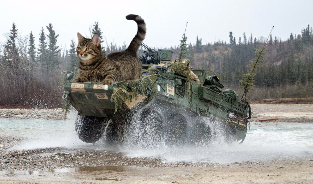 People On Social Media Think A Cat Is Helping Ukrainian Soldiers Dodge Russian Sniper Fire