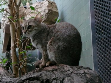 A rusty-spotted cat at Rostkatze Zoo in Berlin. Credit: Wikimedia Commons