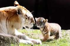 Tiger-cub-Kai-meets-adult-tiger-Sita