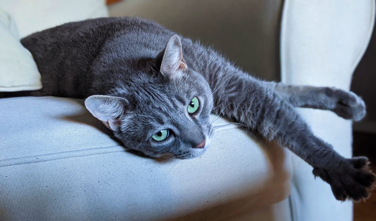 10 Signs From Your Cat You’ve Misinterpreted As Love