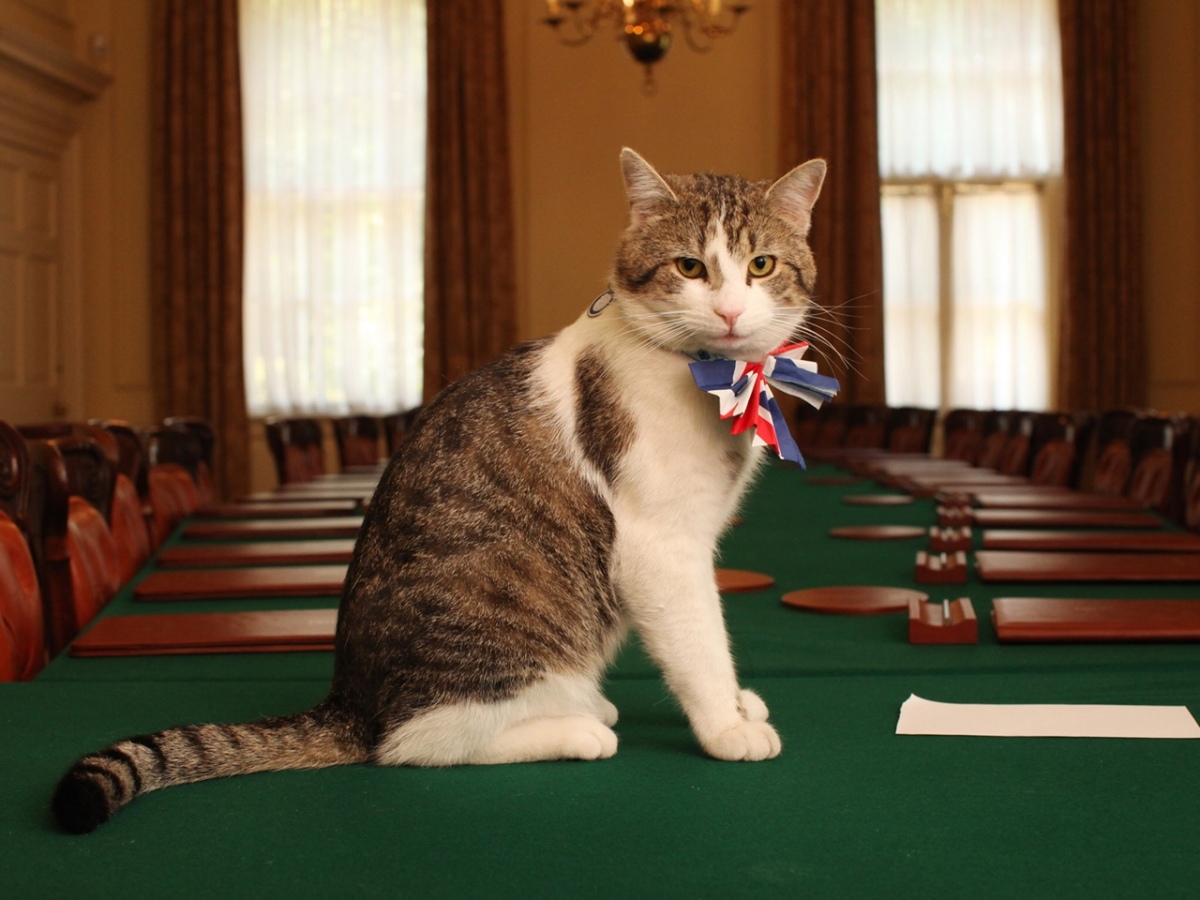 Larry The Cat Defends UK Prime Minister’s Home From A Fox