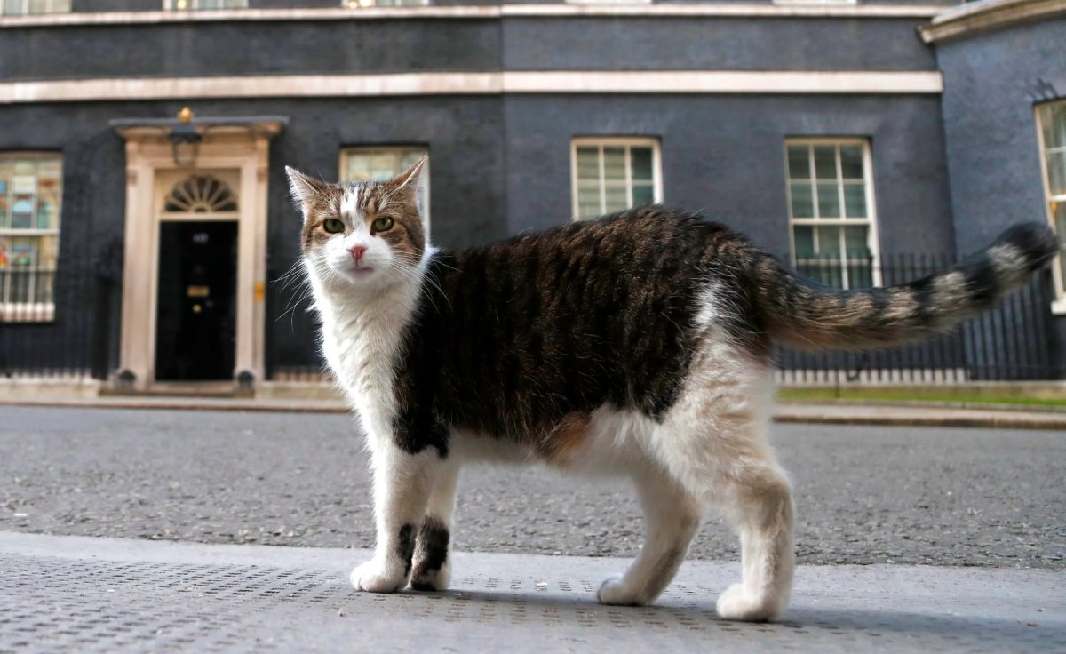 Larry The Downing Street Cat Outlasts Another PM, Plus: The Reason For The Loaf