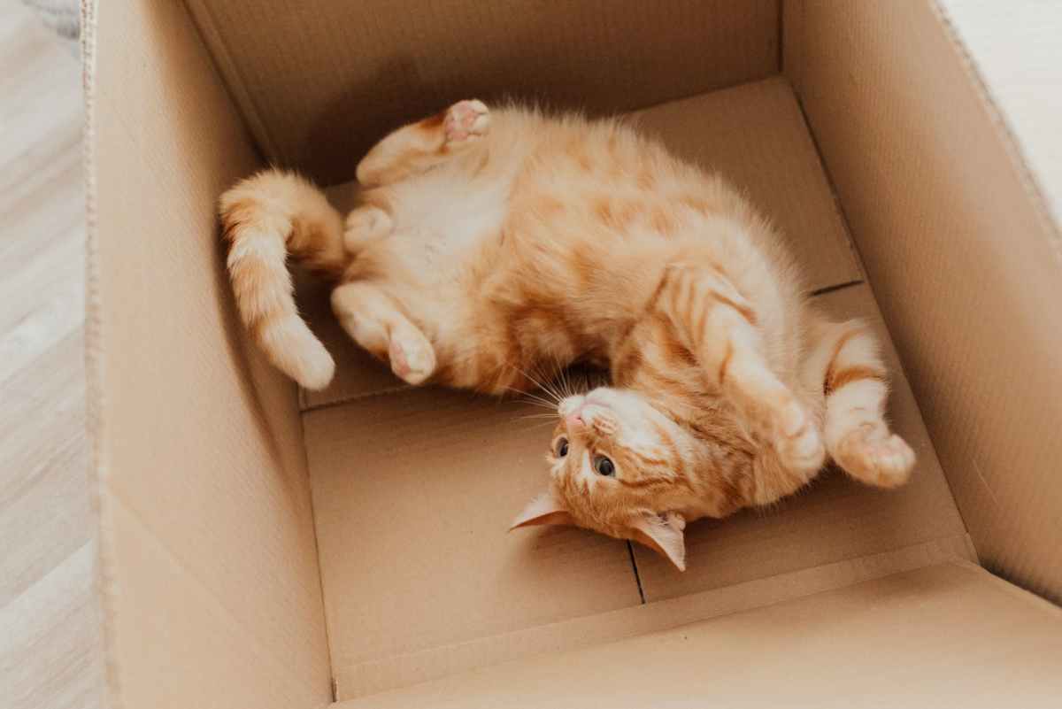 What Is Schrödinger’s Cat?