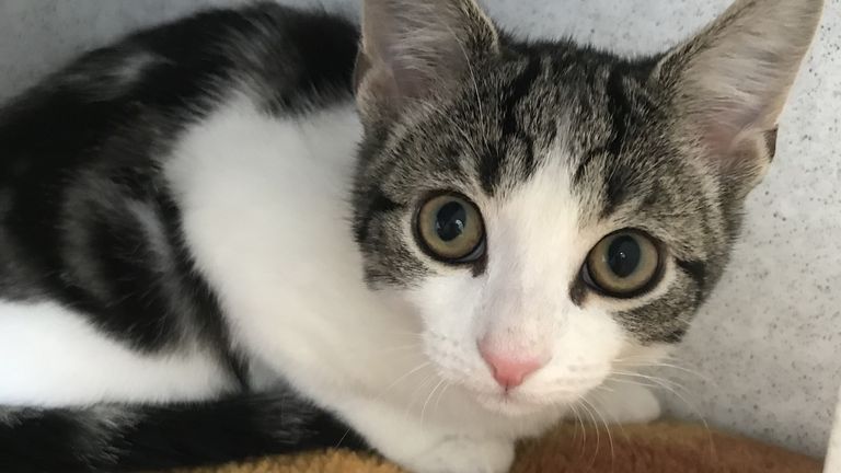 Kitten With No Sex Organs Up For Adoption, Plus: Cat Proves The Dog Is HIS Pet (VIDEO)