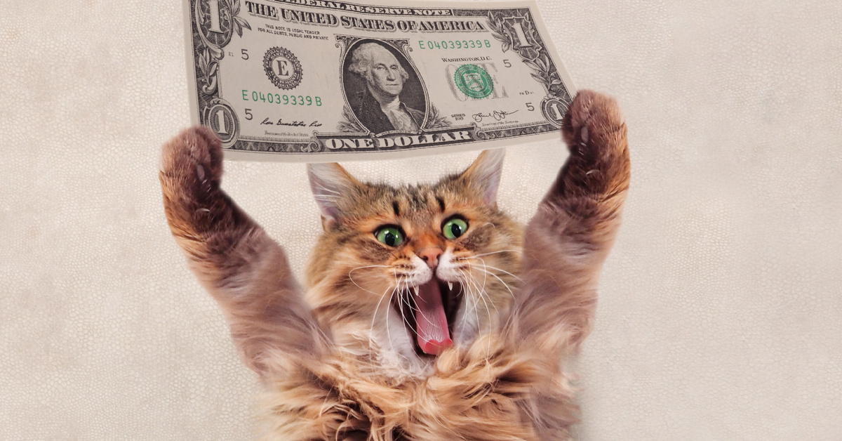 How Much Does It Cost To Care For A Cat?