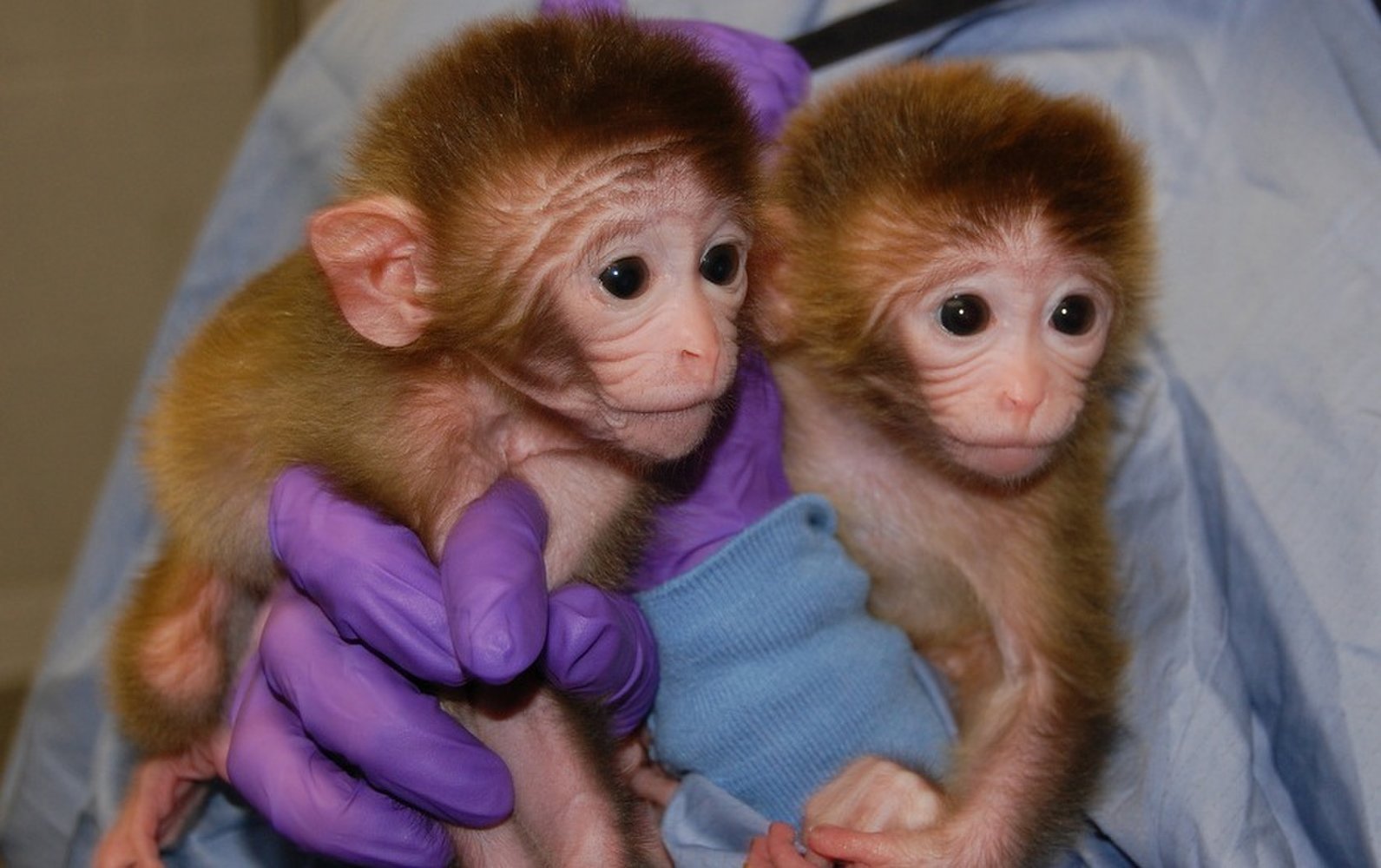 Cloned monkeys