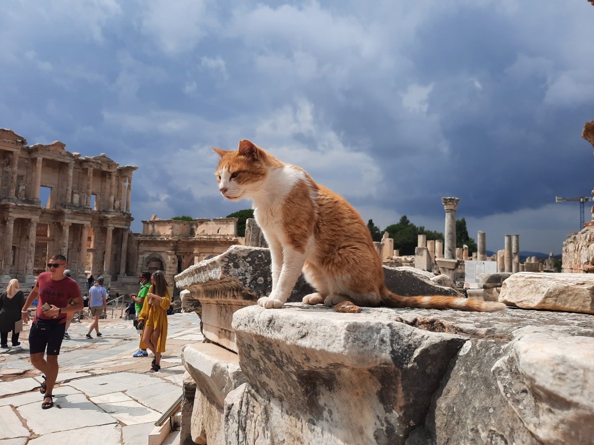 A Tabby Cat Tours Pompeii’s Newly Restored Roman Mansion