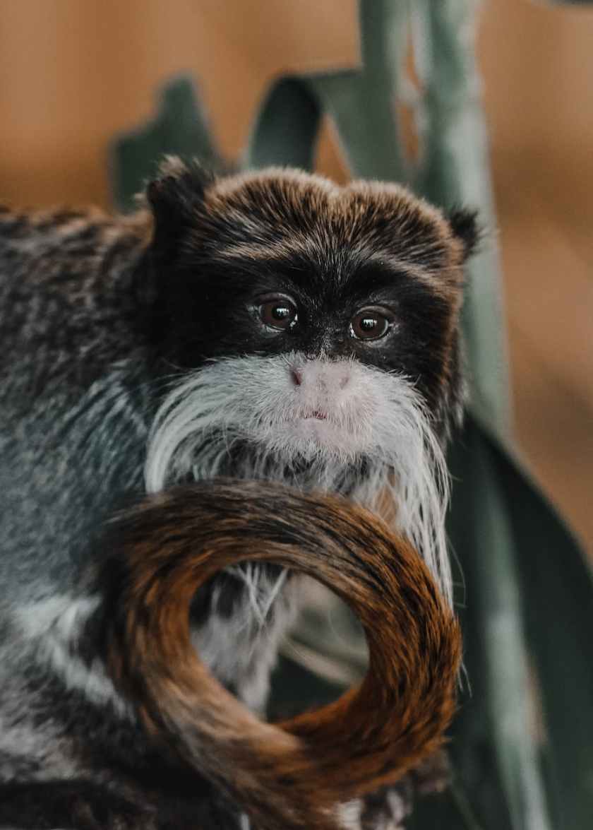 close up photo of a tamarin monkey