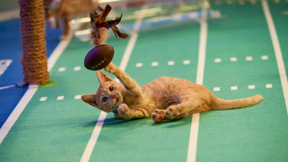 Sunday Cats: Super Bowl, Kitten Bowl, Tiger Bowl