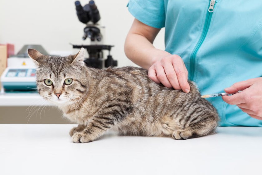 Cat-Cat_Guide-A_grey_tabby_cat_having_its_first_vaccination_injection