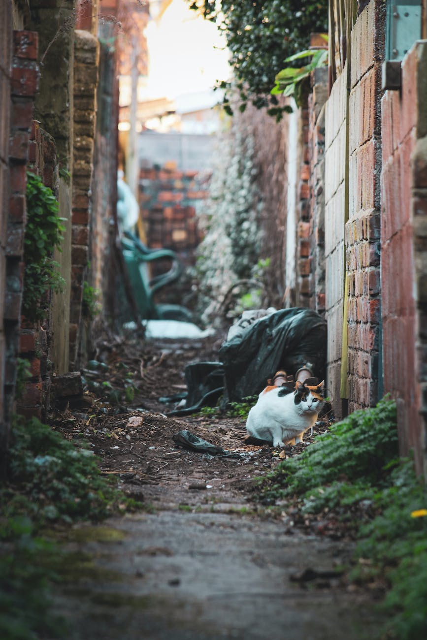 view of a stray cat on a city street