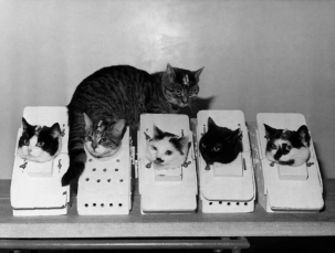Felicette, left, was just one of several cats considered for the launch by French scientists.
