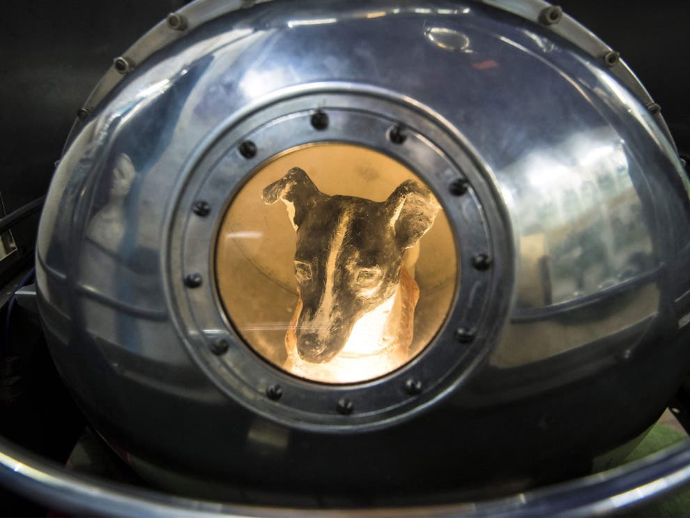 Laika And Felicette: The First Dog And Cat In Space Were Sacrificed For Human Ambition