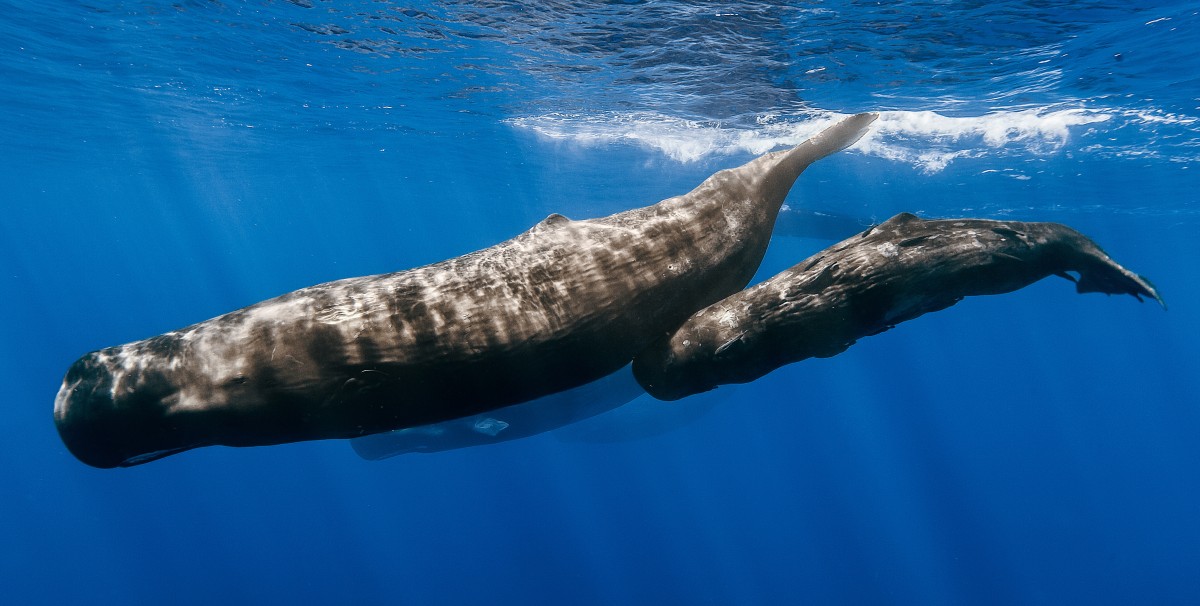 The Dividing Line Between Human And Animal Has Been Blurred Again As AI Reveals Startlingly Complex Whale Language